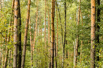 Green and brown colors of the forest trees. Close up.