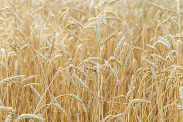 Ripe wheat grows on an agricultural field. Autumn harvest of grain crops. Rural scenery. Selective focus.