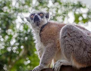 Ring-tailed lemur.  The lemur kata has several names: kata, cat lemur, ring-tailed lemur, and the local Madagascar name is Maki. A very interesting pose is taken by these lemurs during sleep: they hid