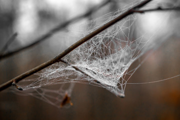 cobweb with morning dew