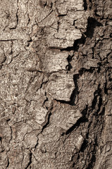Texture of old wood with cracks closeup