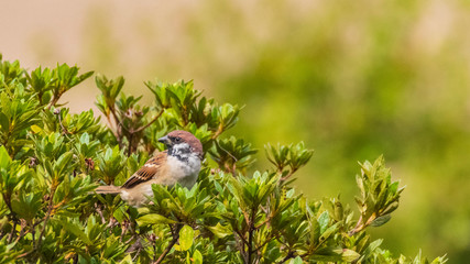スズメ　スナップ