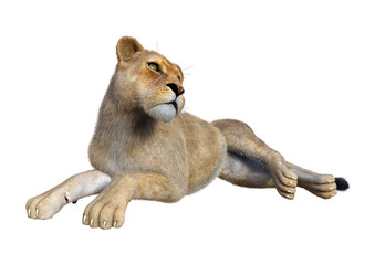 Obraz premium 3D Rendering Female Lion on White
