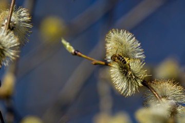 Bees are all in the dust of flowers