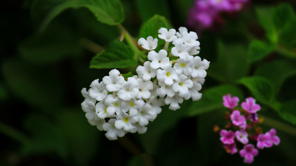 white flowers in the garden