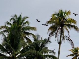 Fototapeta na wymiar Kerala, Inde du Sud, corbeaux et cocotiers, série