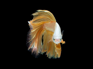 Action and movement of Thai fighting fish on a black background