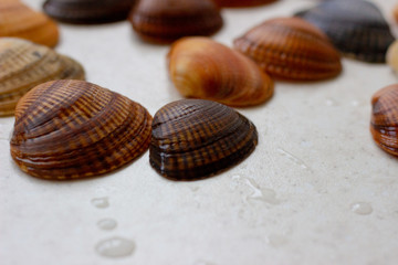 Sea shells. Shells on a white surface. Colorful shells on a white surface