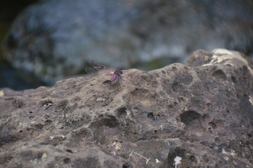 Oase / Natur / Dschungel