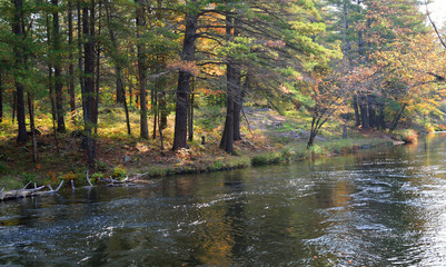 Fototapeta premium fallen pine tree in an autumn stream