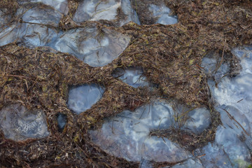  Beached big jellyfish in seaweed. close-up. Ecological situation