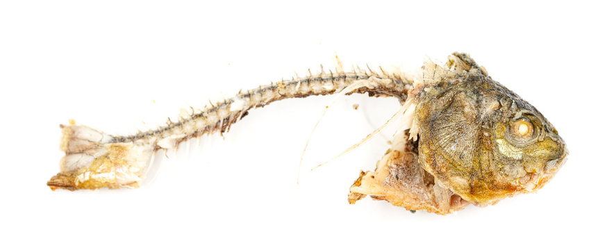 Bones and fish head isolated on white background. Remains of fried fish. food scraps