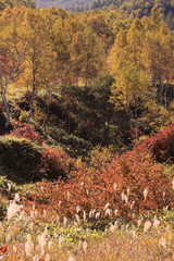 秋の色付きとなった高原