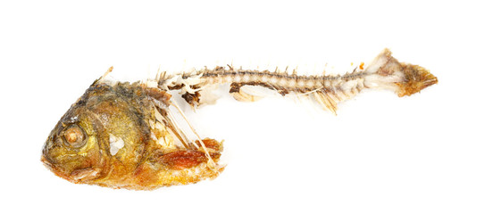 Bones and fish head isolated on white background. Remains of fried fish. food scraps