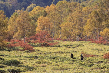 山麓のススキ草原を探索中のカップル