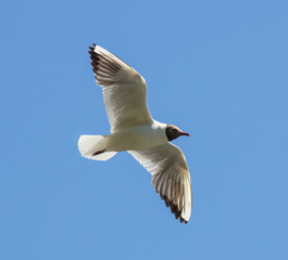 gull gliding in clear light blue sky