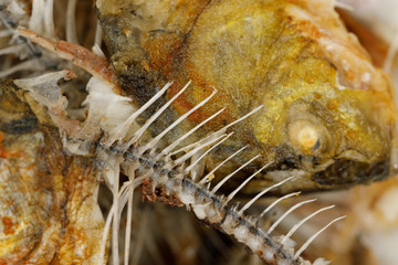 Bones and fish head texture background. Remains of fried fish. food scraps