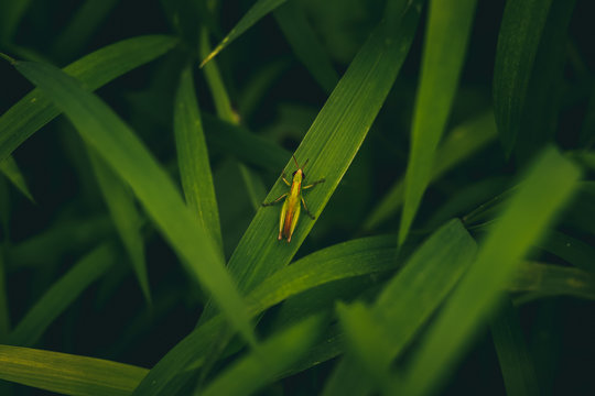 A tiny grasshopper on greeny grass
