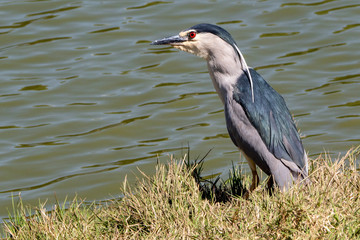 Black-crowned night heron
