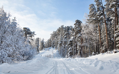 path between pines in snow