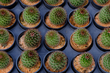 cactus texture background in the garden