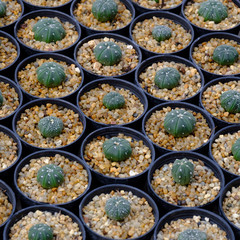 cactus texture background in the garden