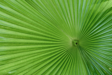 Obraz premium Bright texture of a round palm leaf close-up.
