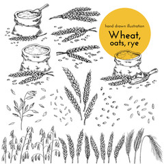 set of hand drawn illustrations of wheat, oats, rye. sketches for the design of cafes, restaurants, food packages. bread collection