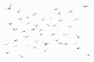 silhouette of a flock of flying birds