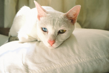 Fototapeta na wymiar cute white cat with blue and yellow eyes sleeping on pillow in bedroom . home concept idea . adopt animal idea backgroud