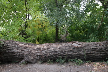 tree in the forest