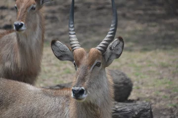 Antilope / Antelope