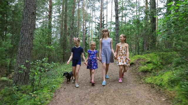 Four little girls walking holding hands along a trail through the summer forest with a dog - summer children activities concept