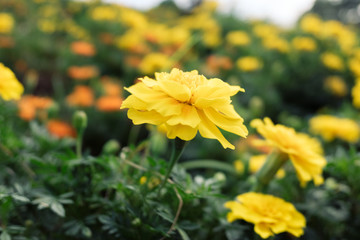 マリーゴールド