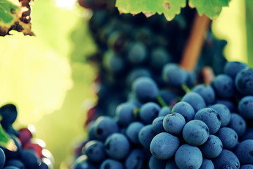 grape and vine vinegrape of sangiovese under sunlight in tuscany italy autumn summer 
