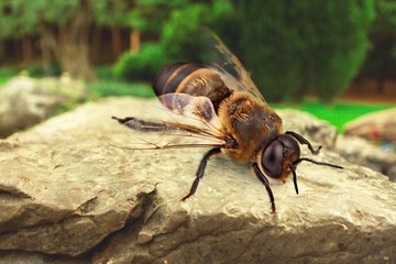 Vespula.