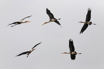 Painted stork flying isolated in grey background specie Mycteria leucocephala family of Ciconiidae