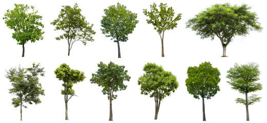 Collection Beautiful Trees Isolated on white background , Suitable for use in architectural design and decoration work. 
