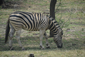 Zebra
