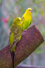 Birds on a Branch
