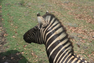 Zebra