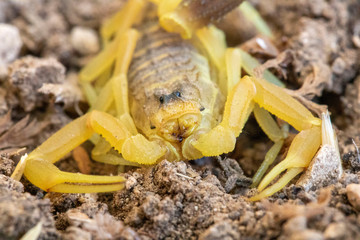 yellow scorpion macro