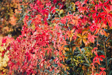 Beautiful colorful landscape with red autumn leaves on the fence at sunny weather. Autumn leaves natural background. Autumn season concept