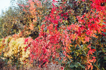 Beautiful colorful landscape with red autumn leaves on the fence at sunny weather. Autumn leaves natural background. Autumn season concept