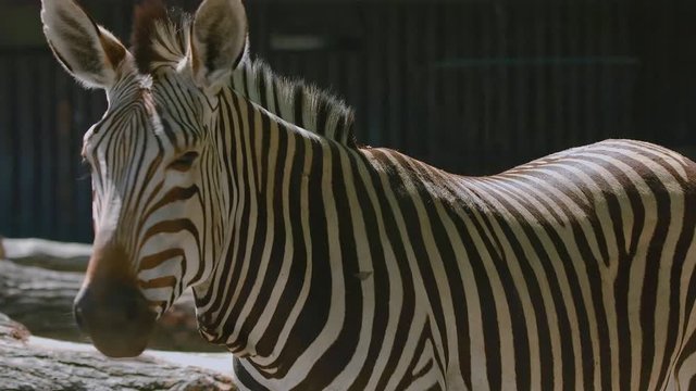 Zebra stands, turns its head and looks at the camera. Close-up. 4K Footage.