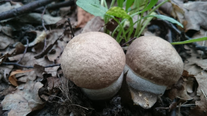 mushroom in the forest