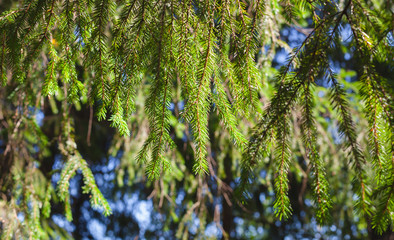 Spruce tree branches at sunny day