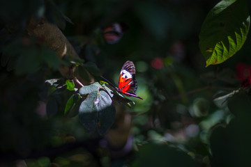 butterfly on leaf