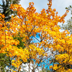 Maple tree, bright yellow maple leaves and pine branches against the blue sky. Colors of autumn in the forest