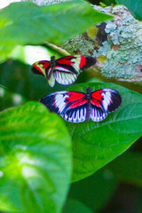 butterfly on leaf